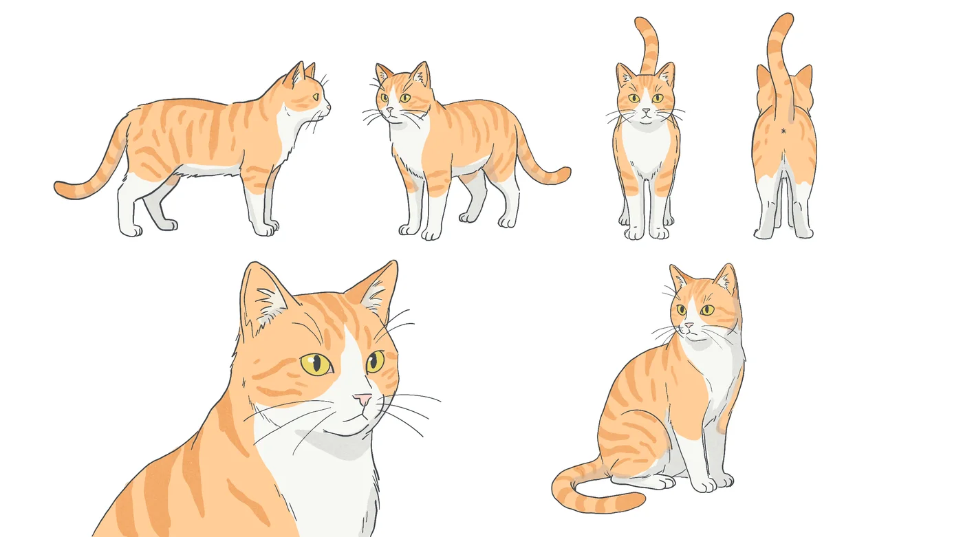 A character sheet of an orange and white cat from many angles.